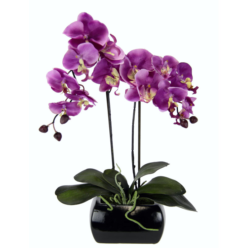 Die Saisontruhe Kunstblume Orchidee im Topf & Bewertungen | Wayfair.de